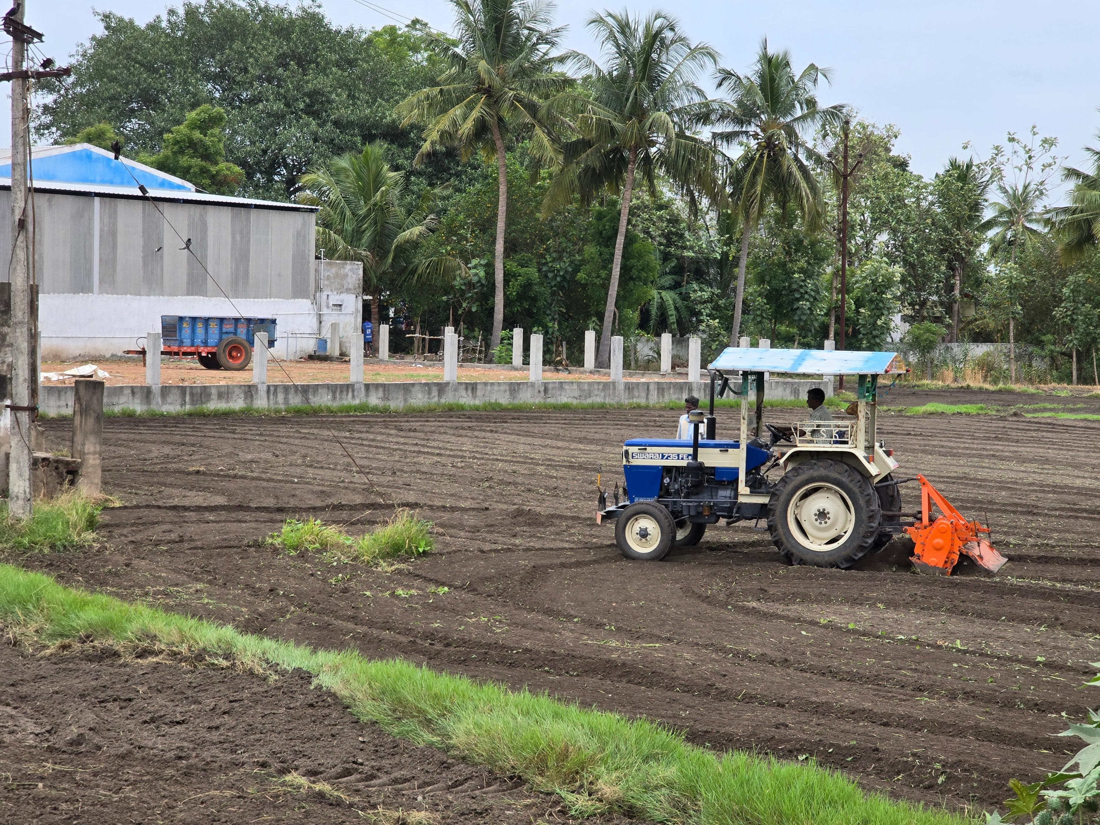 Rice Harvest Experience