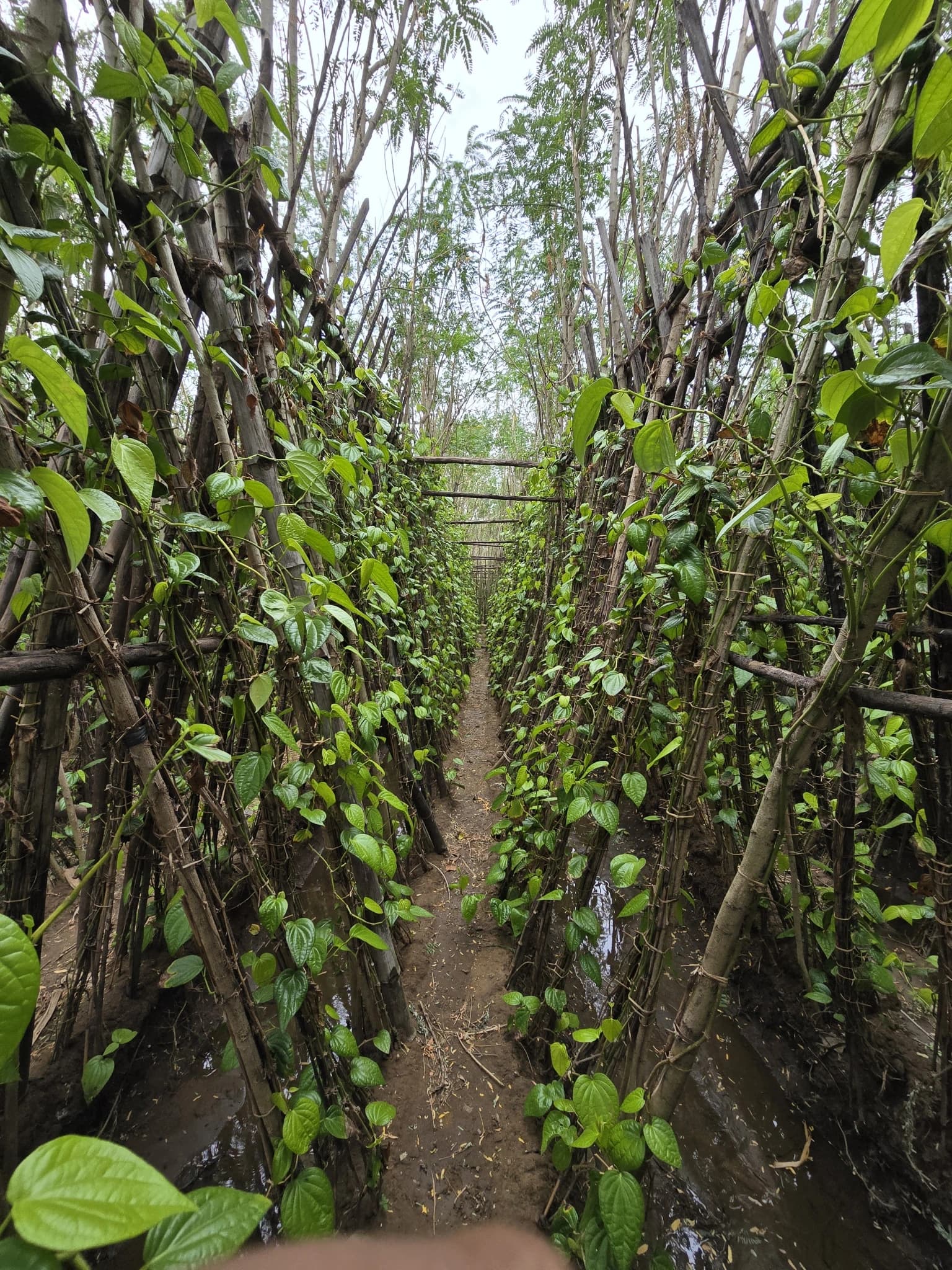 Lush betel vine corridor on the Oorva weekend farm walk