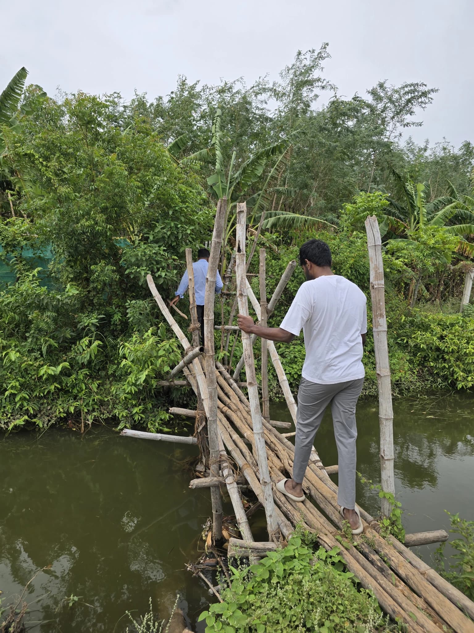 Travellers crossing a rustic bamboo bridge over water into the betel farm