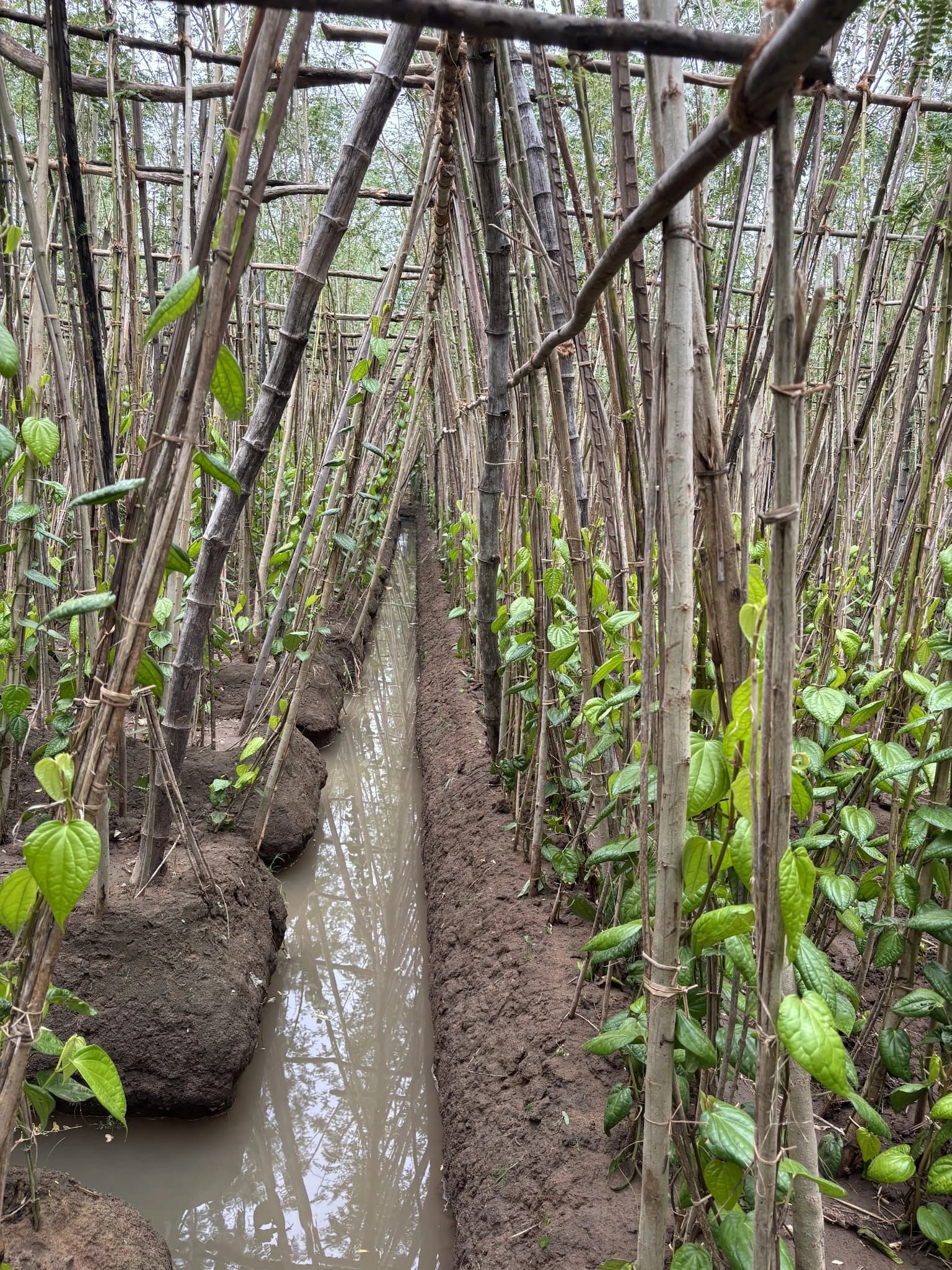 Irrigation channel running between betel vine rows