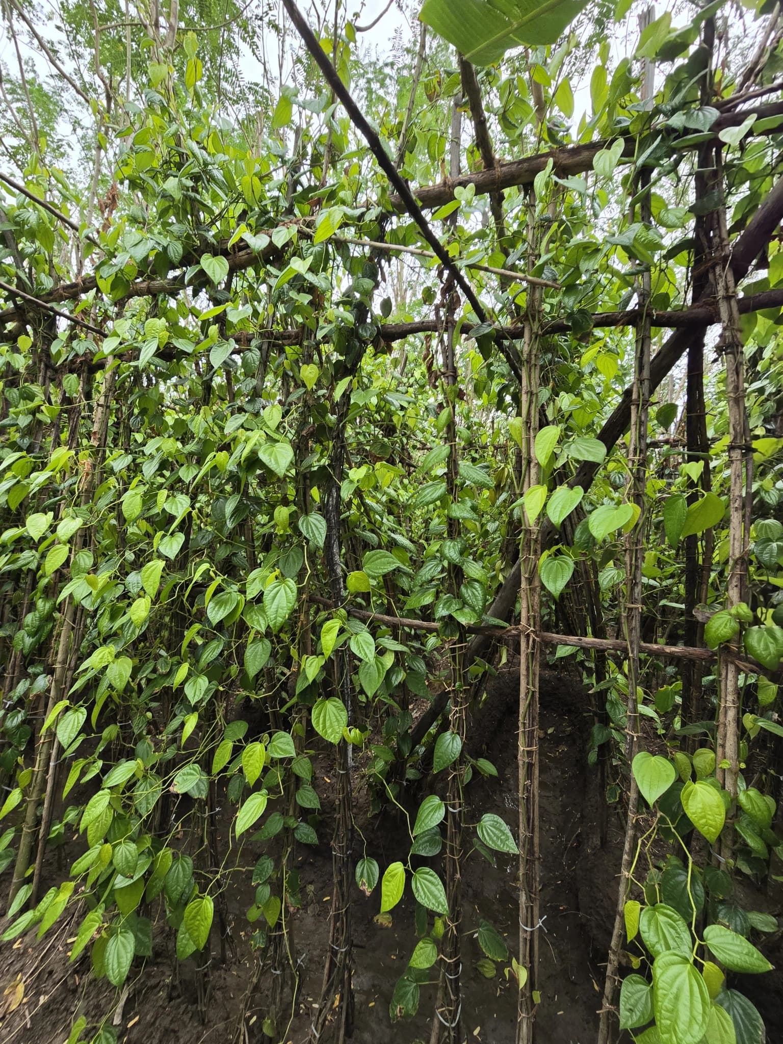 Dense betel leaf canopy on the farm walk