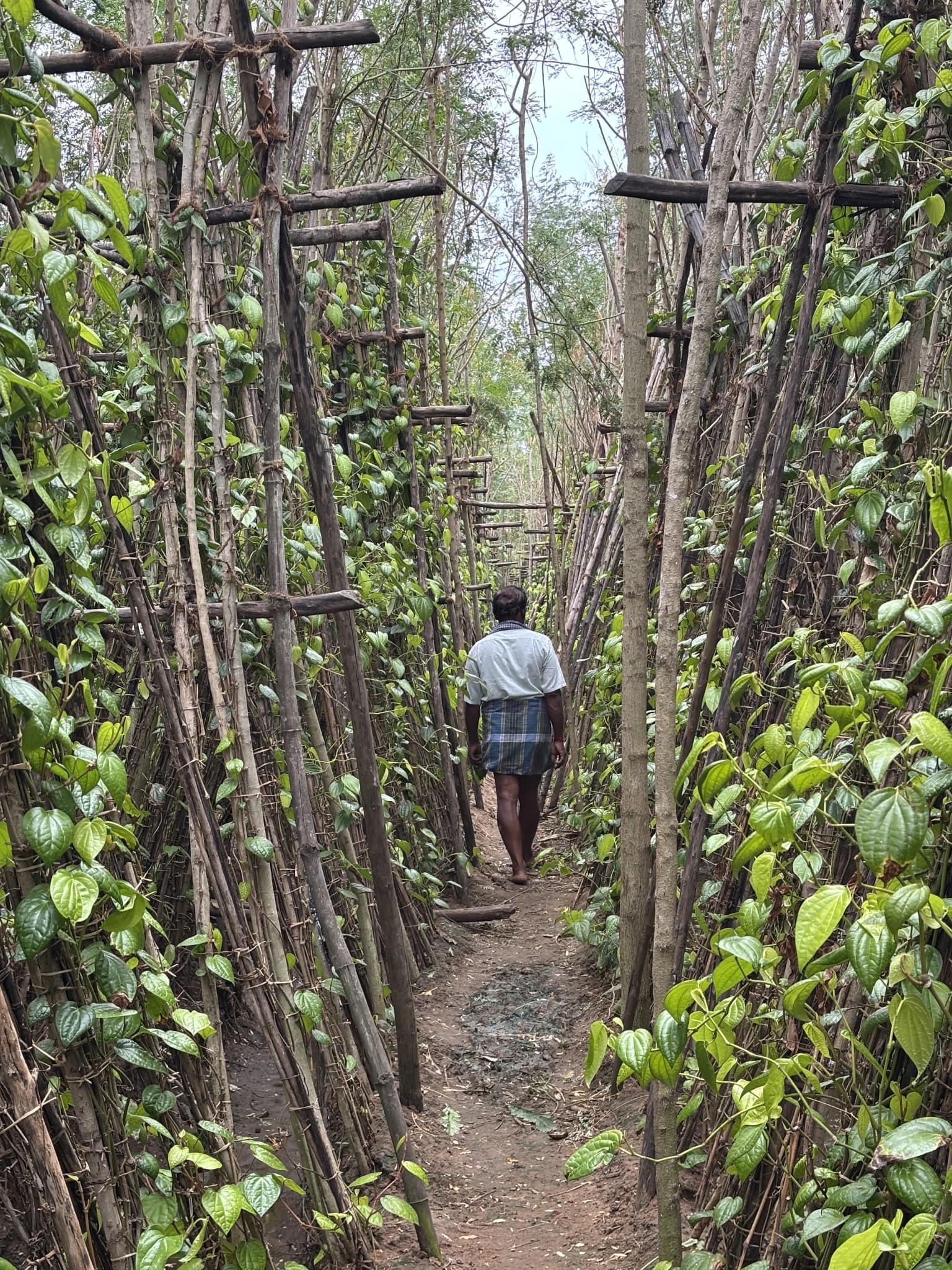 Farmer leading travellers through tall betel vine corridors